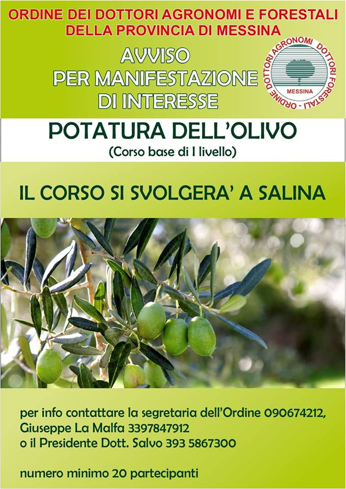 corso potatura olivo Salina.jpg