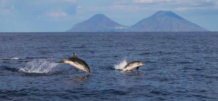 delfini-isole-eolie1.jpg
