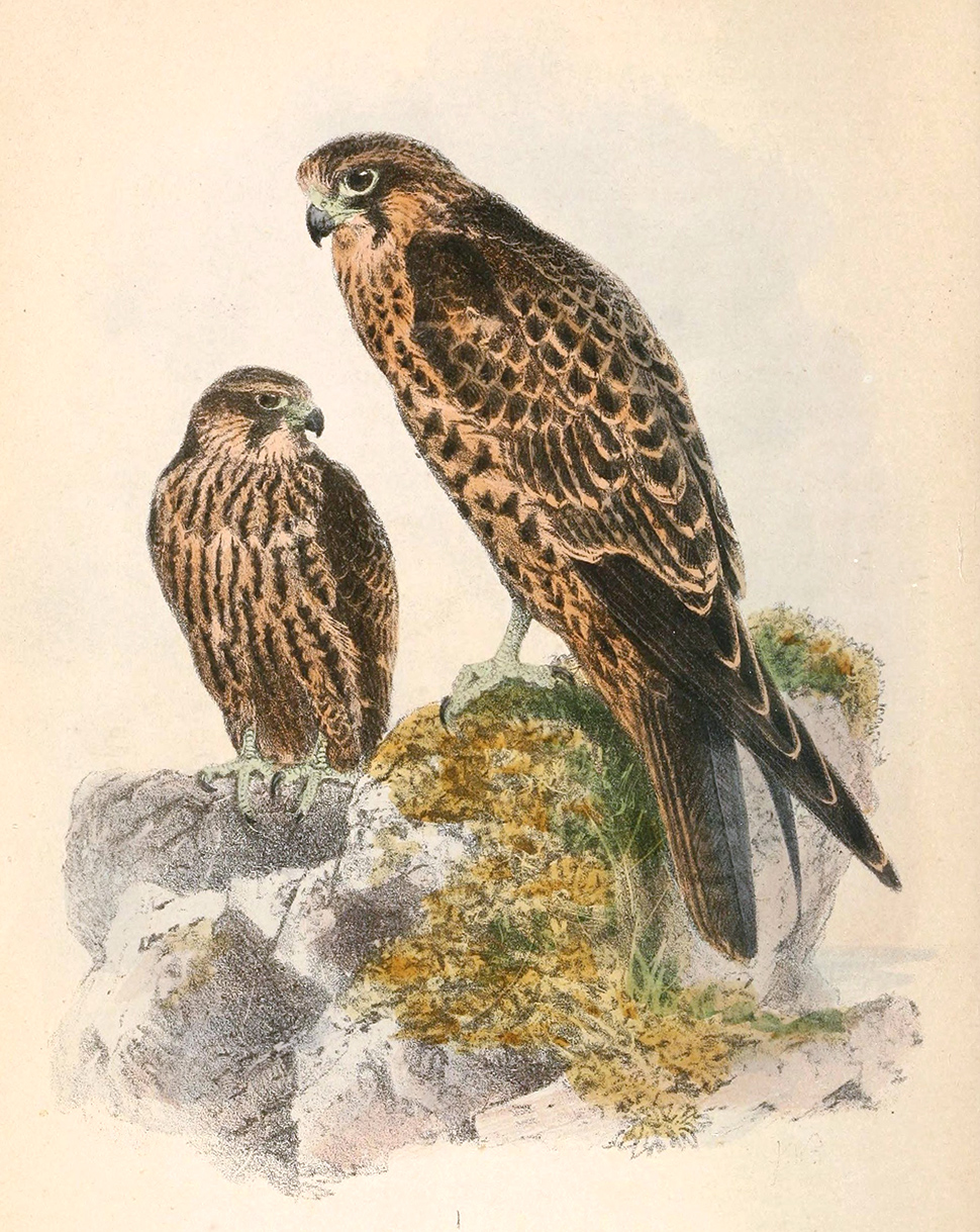 Falco eleonorae 1869-2.jpg