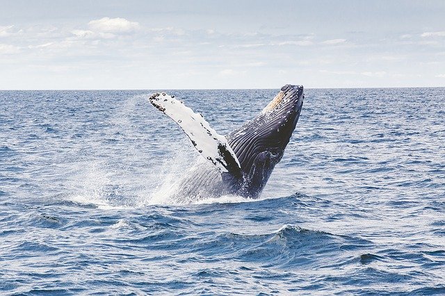 balena-megattera-cetaceo.jpg