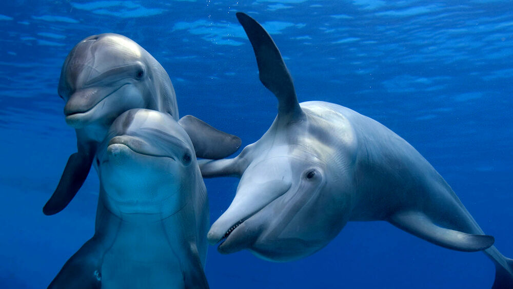 delfini-2.jpg