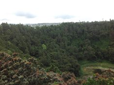 foreste