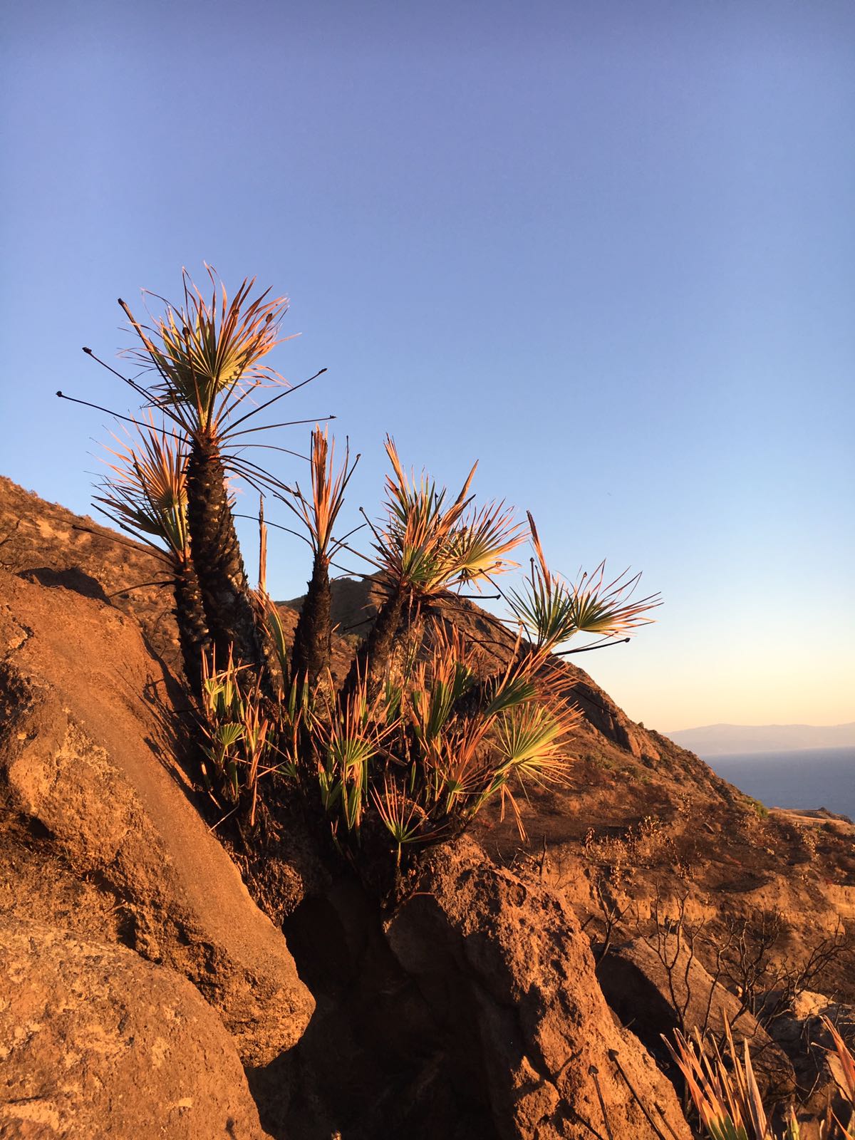 palme.jpg